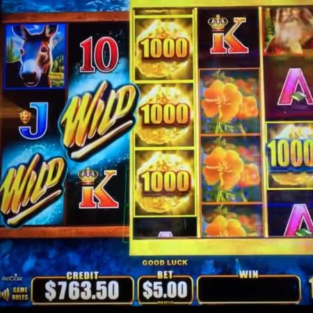 Slot Machine Tells: Wild Wild Samurai/Nugget, Buffalo Grand