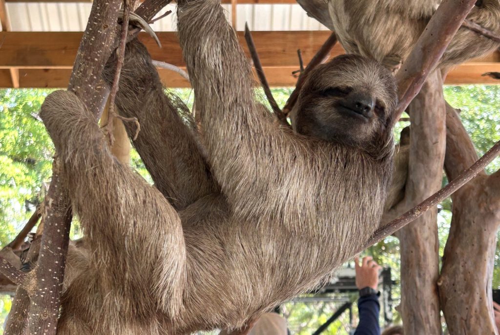 Sloth Excursion